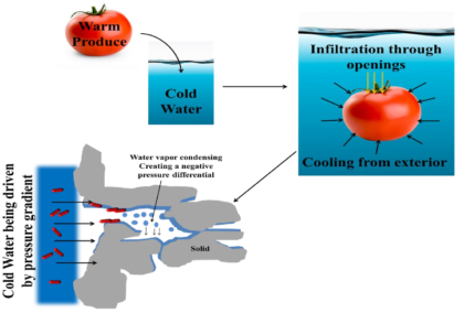 تجزیه و تحلیل هیدروکولینگ برای ایمنی محصولات تازه